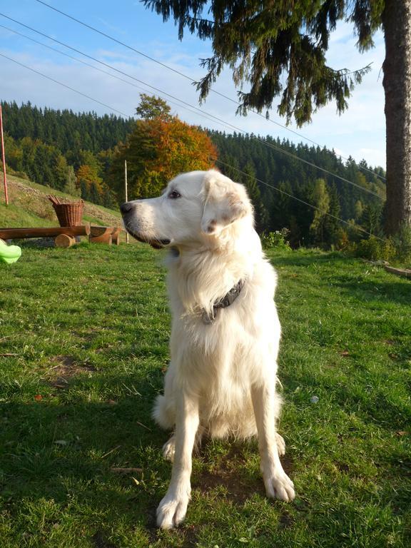 Horská chata Skácelka Rokytnice nad Jizerou Esterno foto
